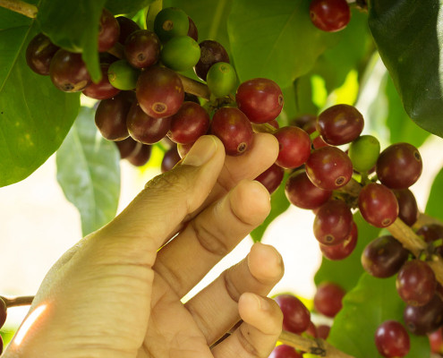Harvesting coffee