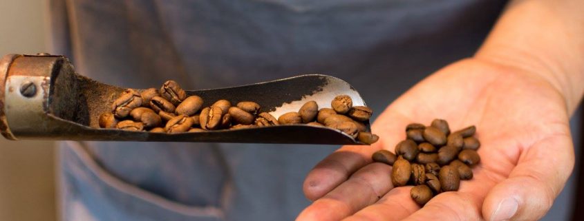 Roasted coffee beans in hand