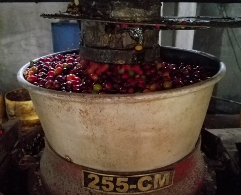 handpicked coffee cherries